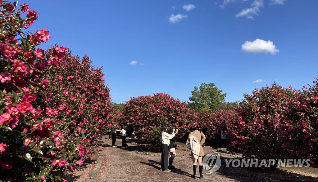 제주는 동백의 계절