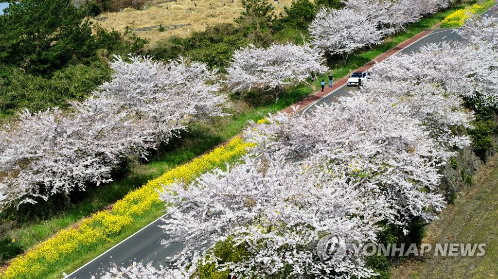 봄꽃 만발한 제주 녹산로