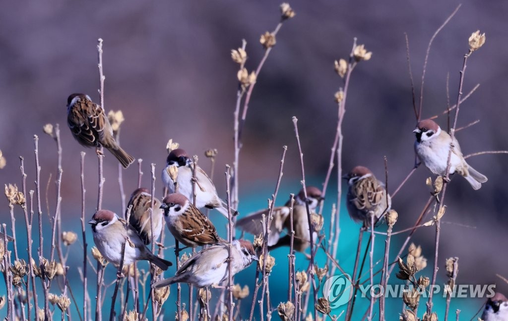 햇볕 쬐는 참새들