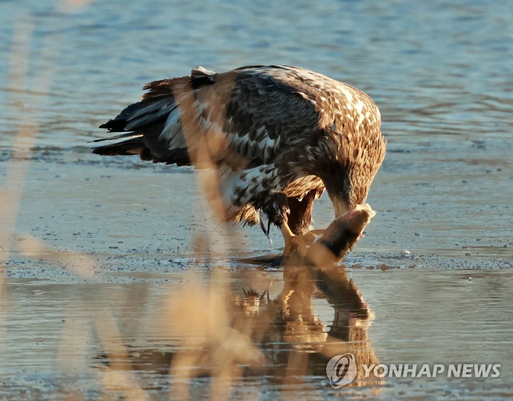 흰꼬리수리의 물고기 사냥