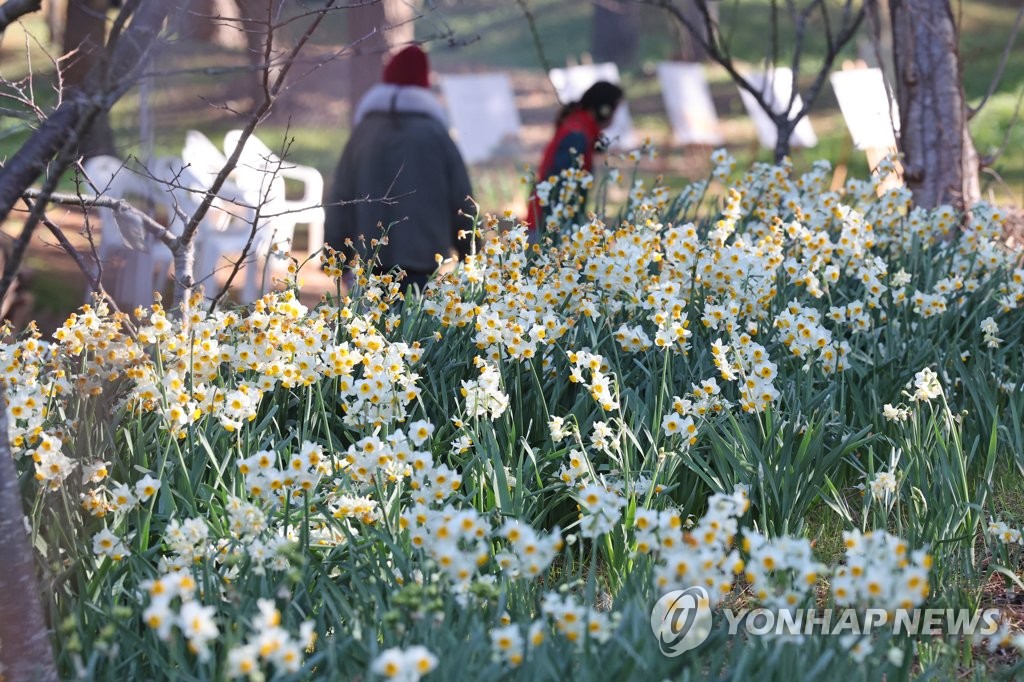 제주 수선화 '활짝'