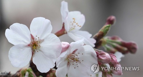 진해 벚꽃 개화