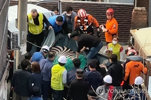 어린이대공원 탈출한 얼룩말 포획 성공