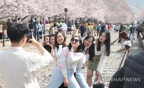 벚꽃 활짝…진해군항제 추억