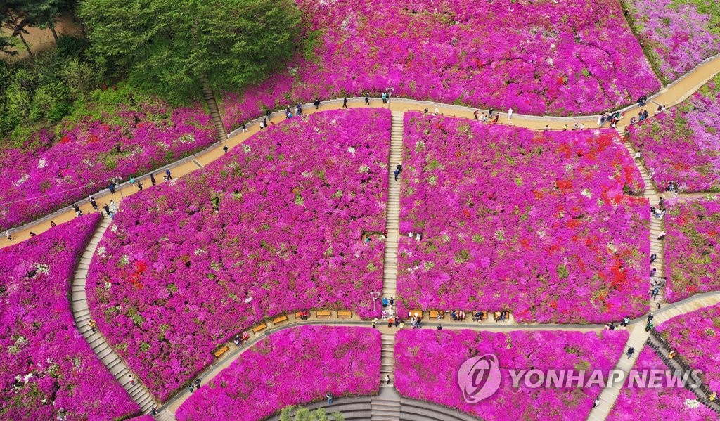 철쭉 만개