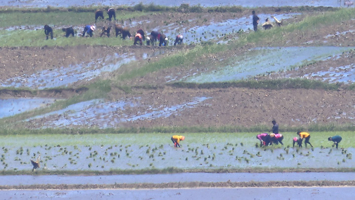 모내기하는 북한 주민들…황해도 개풍군
