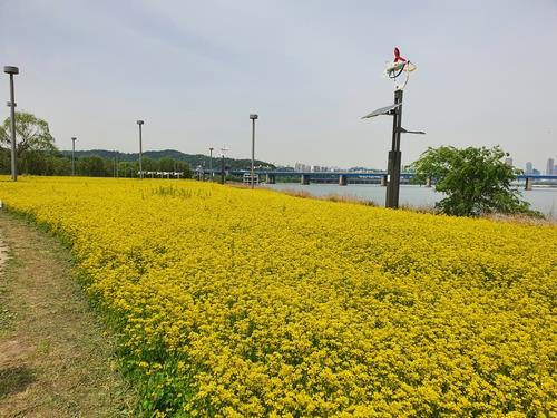 City to use Han River flowers, crops to feed zoo animals