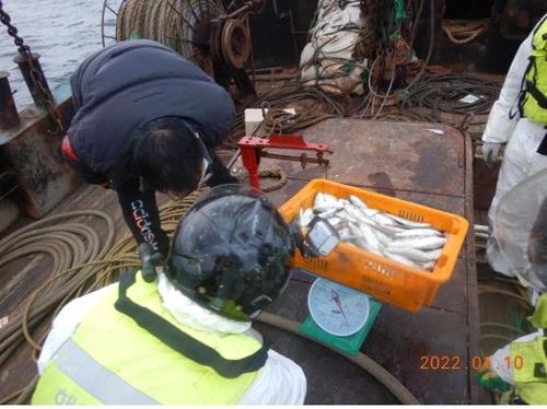 This photo provided by the Ministry of Oceans and Fisheries on Jan. 11, 2022, shows a South Korean regulator checking the fish catch of a Chinese boat in waters off South Korea's southwestern county of Shinan. (PHOTO NOT FOR SALE) (Yonhap)