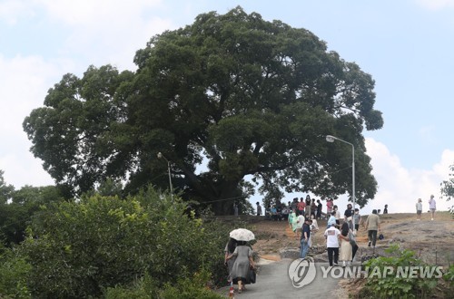 Tree featured in 'Extraordinary Attorney Woo' to become natural monument