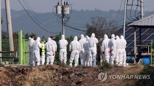 Quarantine officials in protective suits enter a beef cattle farm in Cheongju, North Chungcheong Province, central South Korea, on May 11, 2023, to cull cattle after outbreaks of foot-and-mouth disease (FMD) cases were confirmed there and at two other beef cattle farms in the region. They were the first confirmed FMD cases in the country in more than four years. (Yonhap)