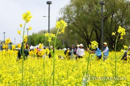 S. Korea's new COVID-19 cases fall below 20,000 amid efforts to resume normalcy