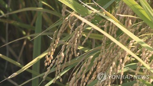 Les revenus des agriculteurs et pêcheurs en hausse en 2018