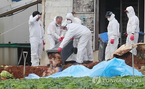 살처분 되는 닭 [연합뉴스 자료사진]