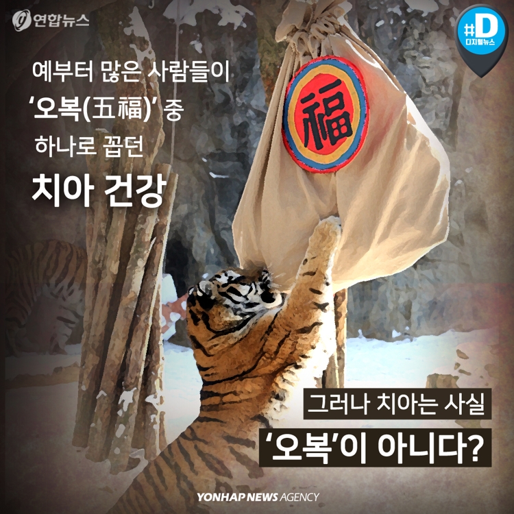 [카드뉴스] 건강한 치아가 오복이라고? | 연합뉴스