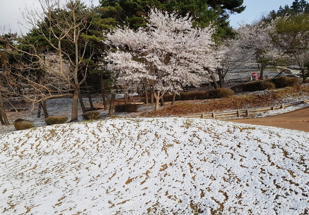 벚꽃 핀 4월에 내린 눈