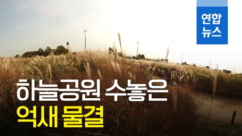 [VR] 하늘공원 수놓은 억새 물결…2018서울억새축제