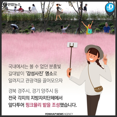 [카드뉴스] '핑크뮬리' 밭 전국에 확대…"생태계 교란 우려" 목소리도2
