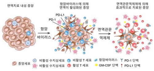 면역 항암제 내성 극복 길 열렸다…새 치료전략 제시 연합뉴스