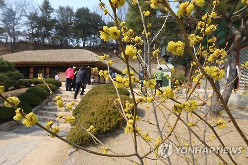 춘천 김유정 마을 꽃[연합뉴스 자료사진]