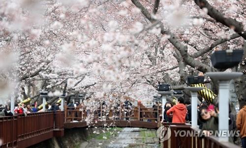 '화려한 자태, 진한 향기에 이끌려'…전국 꽃구경 인파