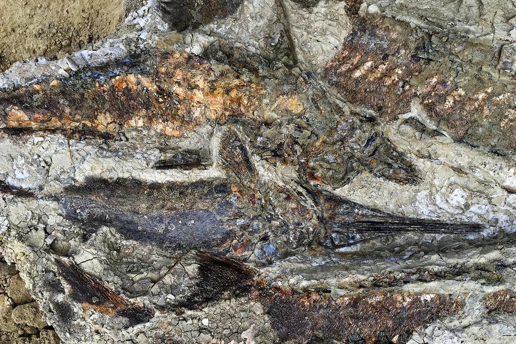 타니스에서 발굴된 물고기 화석 