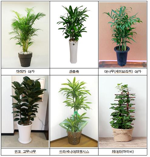 공기정화식물