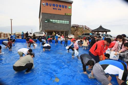 강풍으로 영덕 물가자미 축제 25∼26일 일정 취소