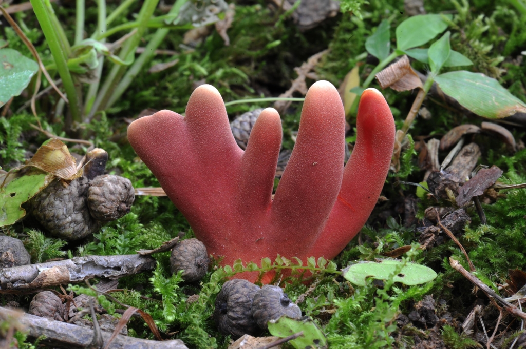 붉은사슴뿔버섯 모습
