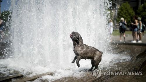 지난달 30일 독일 베를린의 한 분수에 뛰어들어 더위를 식히는 강아지[AP=연합뉴스]