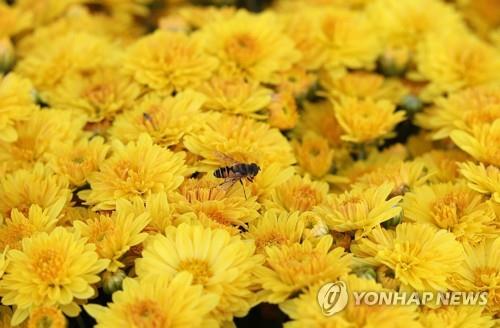 창원서 국화축제 찍고 단감축제 즐긴다…주말 동시 개막