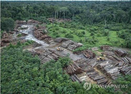 무단 벌채로 파괴된 아마존 열대우림
