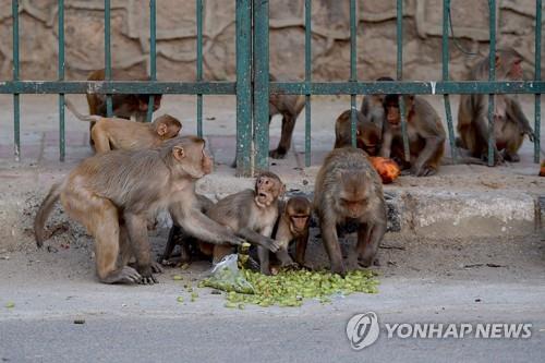 인도의 원숭이 무리 자료사진