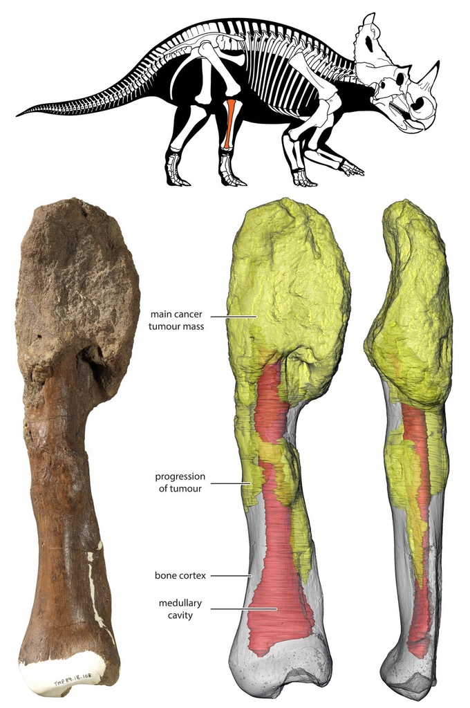 센트로사우루스 골육종 화석 