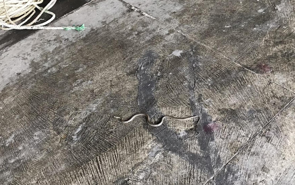 울릉 저동 위판장에 나타난 뱀