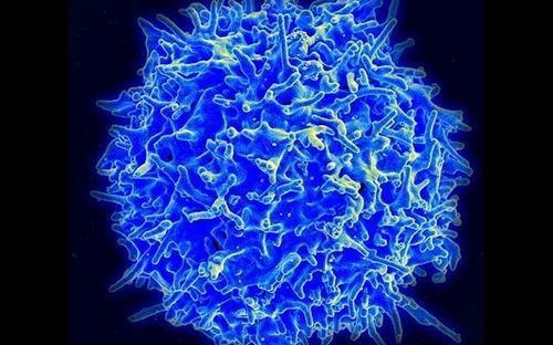 면역 반응에 핵심 작용을 하는 T세포