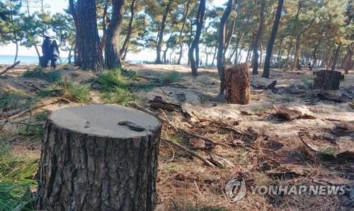 지난해 11월 30일 강릉시 강문동 모 호텔 앞의 소나무들이 그루터기만 남긴 채 벌목돼 있다. [촬영 이해용]