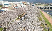[픽! 정읍] 정읍천 일대에 만개한 벚꽃