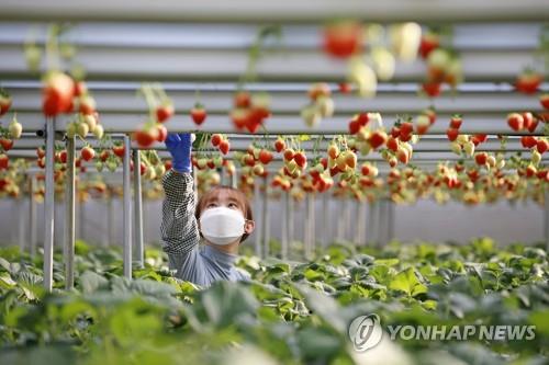 딸기 수확하는 임실 농민