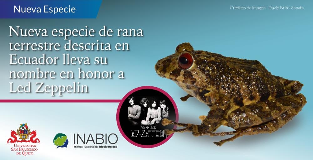 '레드 제플린'으로 명명된 신종 개구리