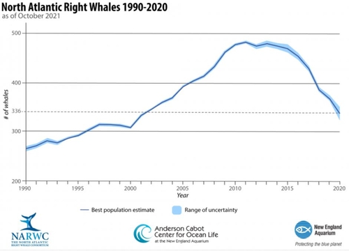 최근 급격히 감소하는 북대서양 참고래 개체수 