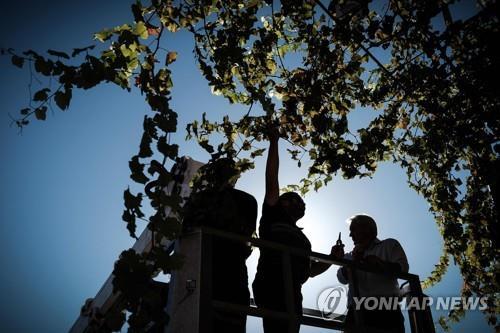 프랑스 보르도의 한 와인농장