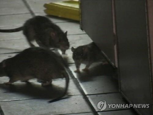 미국 뉴욕시 거리에 나타난 쥐들