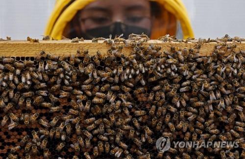 "'양봉' 꿀벌 발원지는 아시아"…기원 논쟁 종지부 찍히나