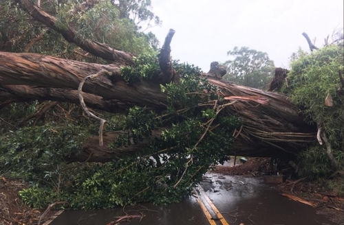 코나 폭풍으로 오하우섬 도로에 쓰러진 나무