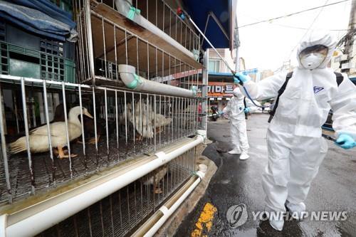 조류 인플루엔자 확산 우려에 방역 [연합뉴스 자료사진]