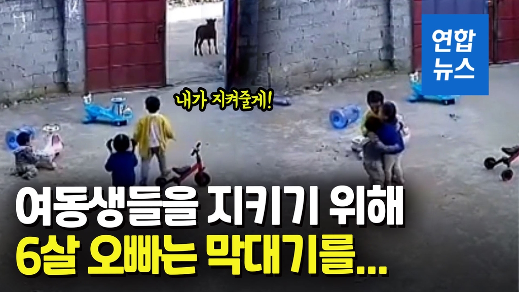 [영상] 낯선 소에 울음 터뜨린 여동생…6살 오빠의 한판 승부 - 2