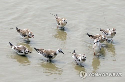 인천 송도 갯벌에서 이동 중인 검은머리갈매기