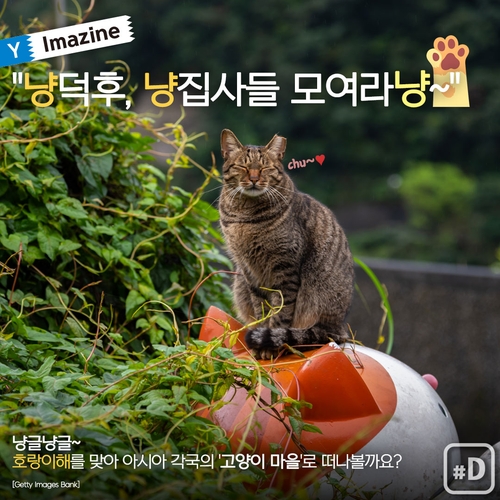 [Y imazine] "호랑이해엔 고양이죠" 아시아 고양이마을 탐방 - 1