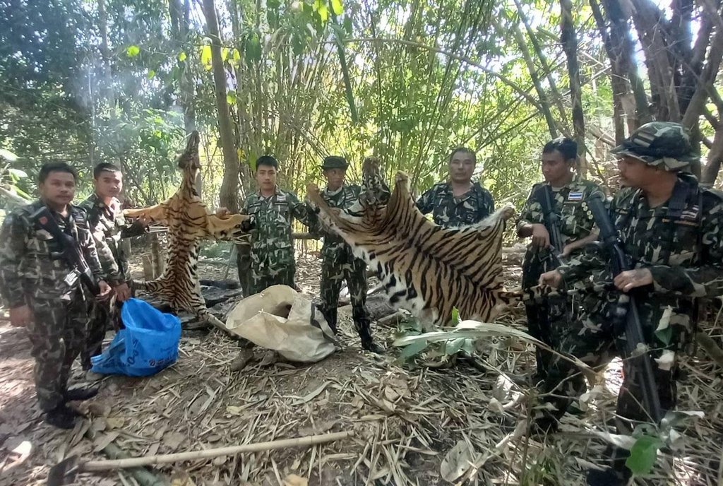 벵골 호랑이 두 마리의 가죽을 들어보이는 국립공원순찰대원들