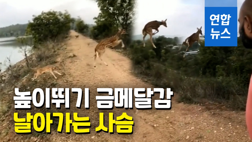 [영상] "캥거루 저리가라!"…사슴 점프 실력에 '와우' 감탄 - 2
